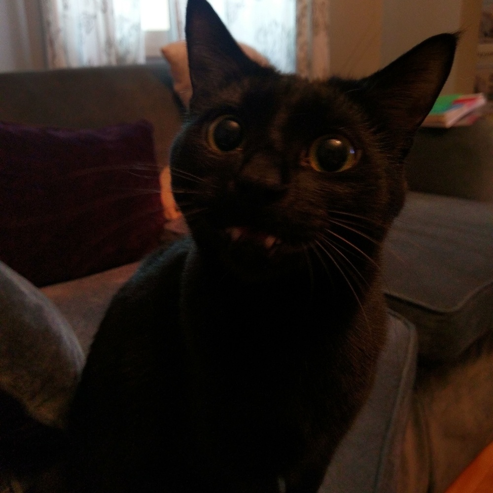 Meet your Posher, Rachel